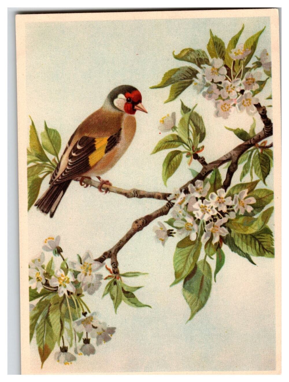 Vintage Goldfinch Bird on Blossoming Branch Art Postcard Unposted